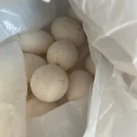 تخم  تازه کبوتر
