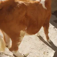 یک رآس گوساله سیمینتال درجه یک