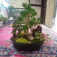 گل زیبا