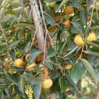 خرمالو|حراج|رشت, حومه رشت|دیوار