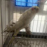 عروس هلندی جوان