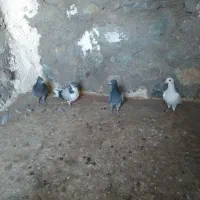 باسلام‌چهارعدد‌کبوتر|پرنده|کاشمر, |دیوار