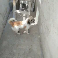 فروش سگ خانگی