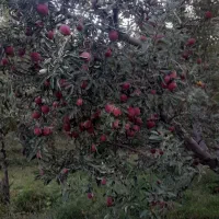 فروش-باغ-سیب-فروش-فروش