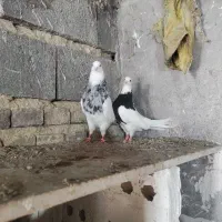 دوجفت طوقی کلفه