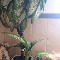 به دلیل جابه جایی