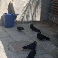 ۶ عدد کبوتر صرب اصل