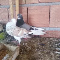 چند جفت کبوتر پرشی و تزعینی و جوجه کشی بشرط|پرنده|قائم‌شهر, |دیوار