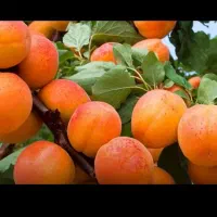 خریدار زردآلو..سیب گلاب..روی درخت به بهترین قیمت