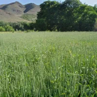 باغ پلاک دوم رودخانه حوالی پل زمانخان روستای چمنار