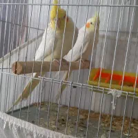 عروس هلندی|پرنده|آذرشهر, |دیوار