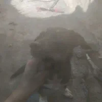 واگذاری سگ فقط 500