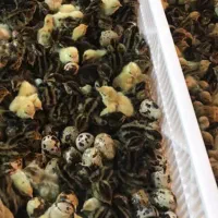 فروش جوجه یک روزه بلدرچین نژاد ویژه