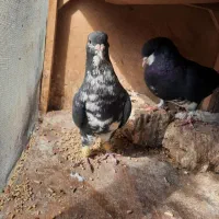 کبوتر جفت شهری سیاه گلدار