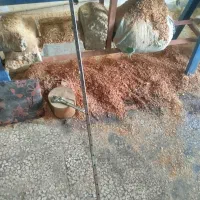 ریل ،واگن،دنده شانه ای