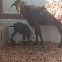 بز شیری تازه زاییده کره نر