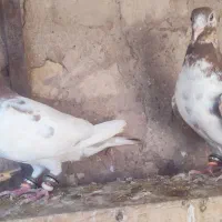 جفت فروشی