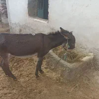 الاغ قاطر
