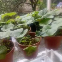 فروش گل سینره (بایرام گلی )