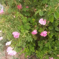 گلاب وعرقیجات طبیعی وستتی قمصرکاشان|خوردنی و آشامیدنی|تهران, جیحون|دیوار
