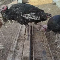 بوقلمون، مرغ، خرگوش لوپ اصل|حیوانات مزرعه|خواف, |دیوار