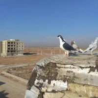 کبوتر|پرنده|اقبالیه, |دیوار