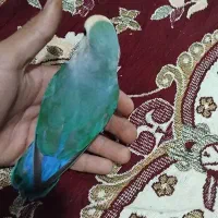 کوتوله برزیلی|پرنده|شیراز, زرگری|دیوار