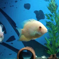 اسکار و سورم