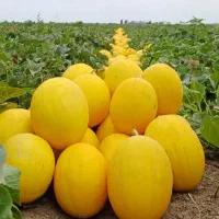 خربزه طایی