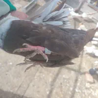 کفتر|پرنده|بروجرد, |دیوار