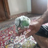 فروش جوجه شاه طوطی شاه تخم بسیار درشت