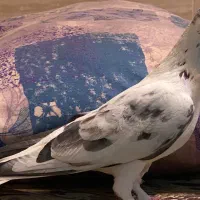 کفتر دم سفید ماده|حیوانات|زنجان, |دیوار