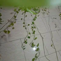 پتوس ۱۰ متری
