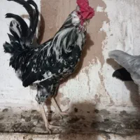 قیمت ۱۸۰۰