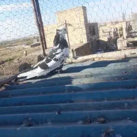 ۵عدد کبوتر|پرنده|میانه, |دیوار