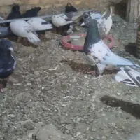 کبوتر کله سیاه|پرنده|شیراز, رکن‌آباد|دیوار