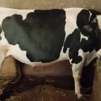 گوساله گوشتی