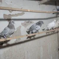 کفتر تهرانی سرور پیس شازده خال پیس