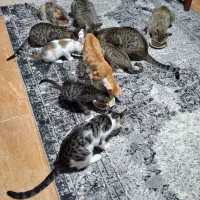 تعدادب بچه گربه رایگان