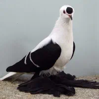 سوالا کبوتر تزیینی|حیوانات|مشهد, امیریه|دیوار