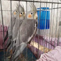 عروس هلندی ماده