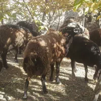 ۵عدد قوچ دودندان روزگاری درج یک|حیوانات مزرعه|فریدونشهر, |دیوار