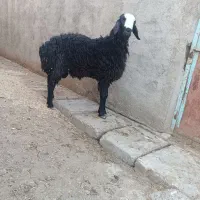 قوچ شال