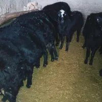 بره ماده قره قزل شیشک قوچ میش نر