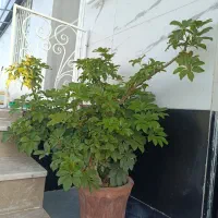 گل شفلرا .گل اپارتمانی
