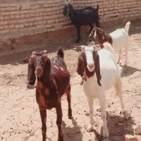بز جوان