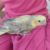 عروس هلندی