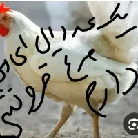 مرغ ال ای دی