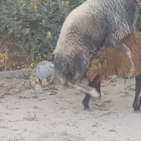 بره سبزخوشکل دست  پا بلند