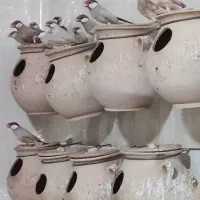 فروش ویژه فنچ نرگسی شکلاتی